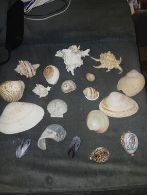 A lot of 19 unique Mixed Seashell Collection - Xlarge clam shellls and more